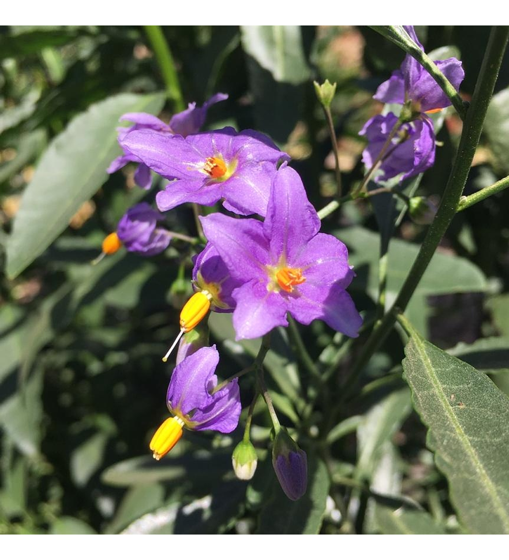 Solanum Mauritianum