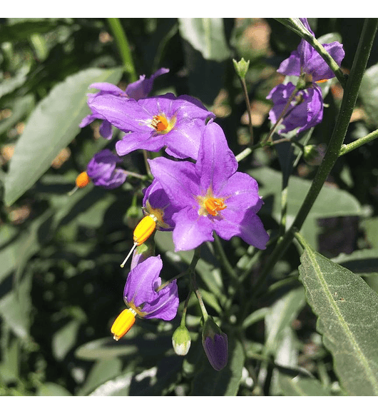 Solanum Mauritianum