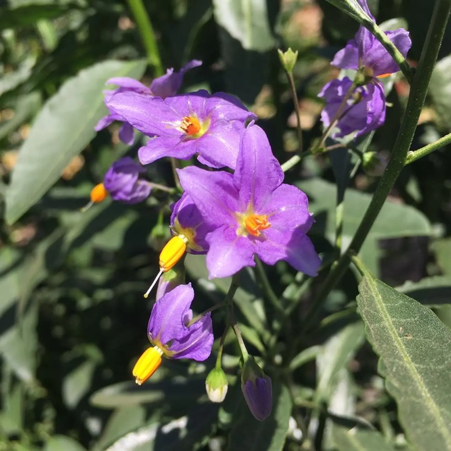 Solanum Mauritianum 1