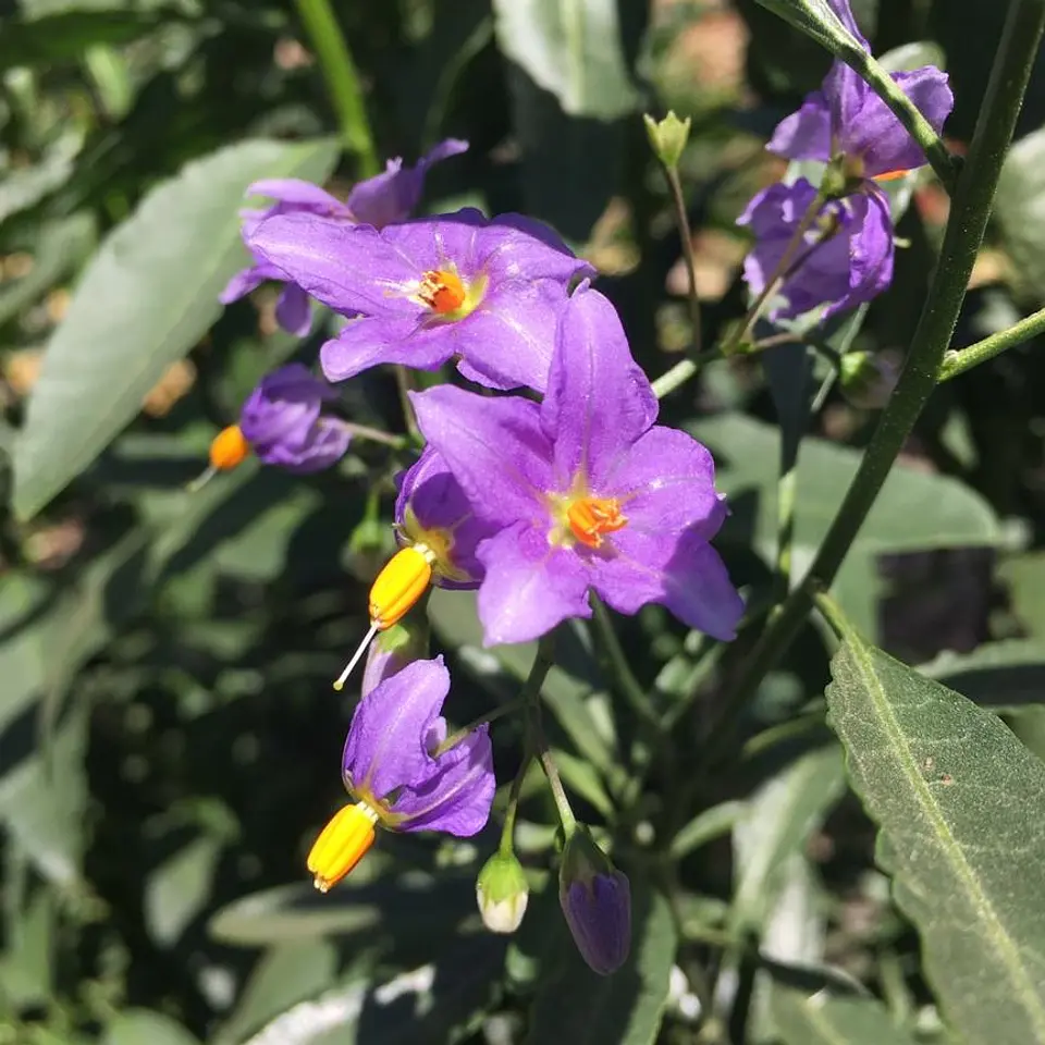 Solanum Mauritianum 1