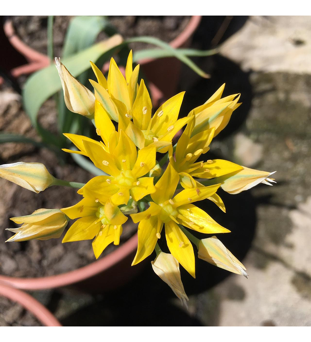 Allium amarillo