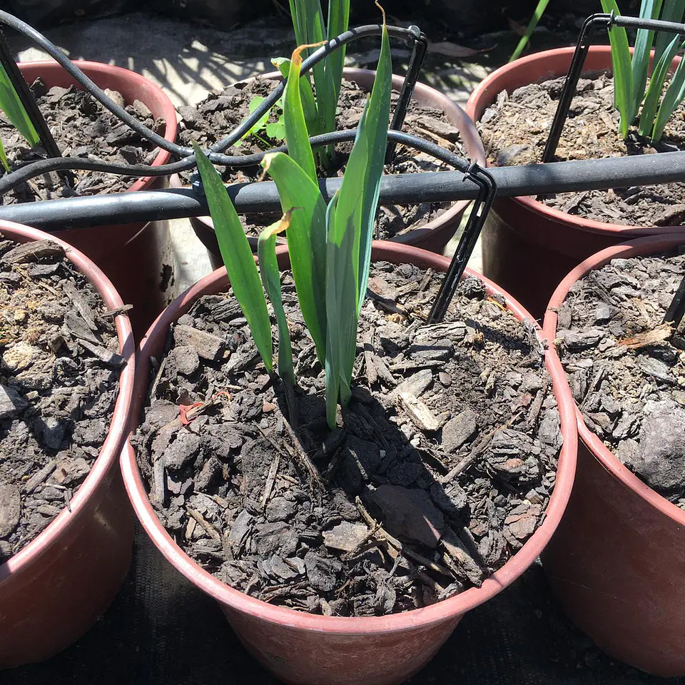 Allium amarillo 2