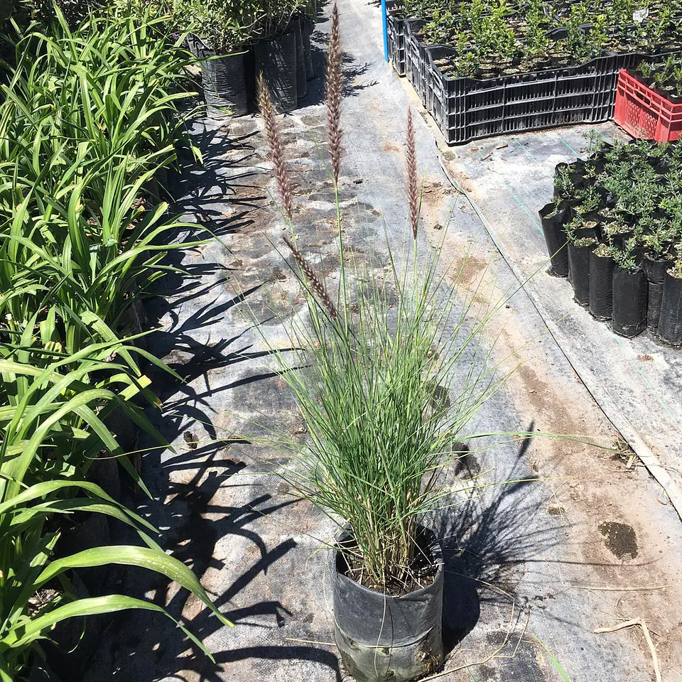 Pennisetum ruppelianum 2