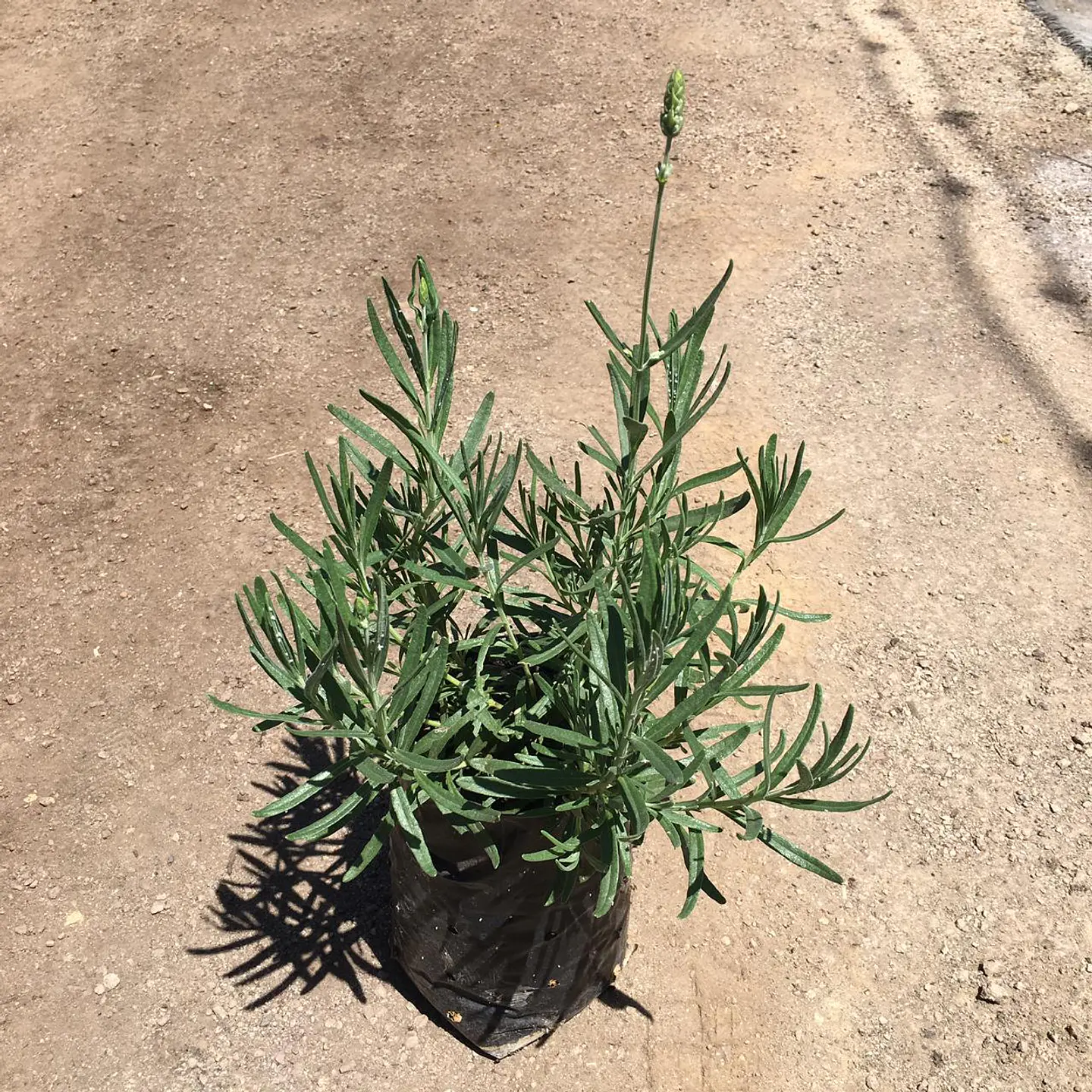 Lavanda inglesa enana blanca  3