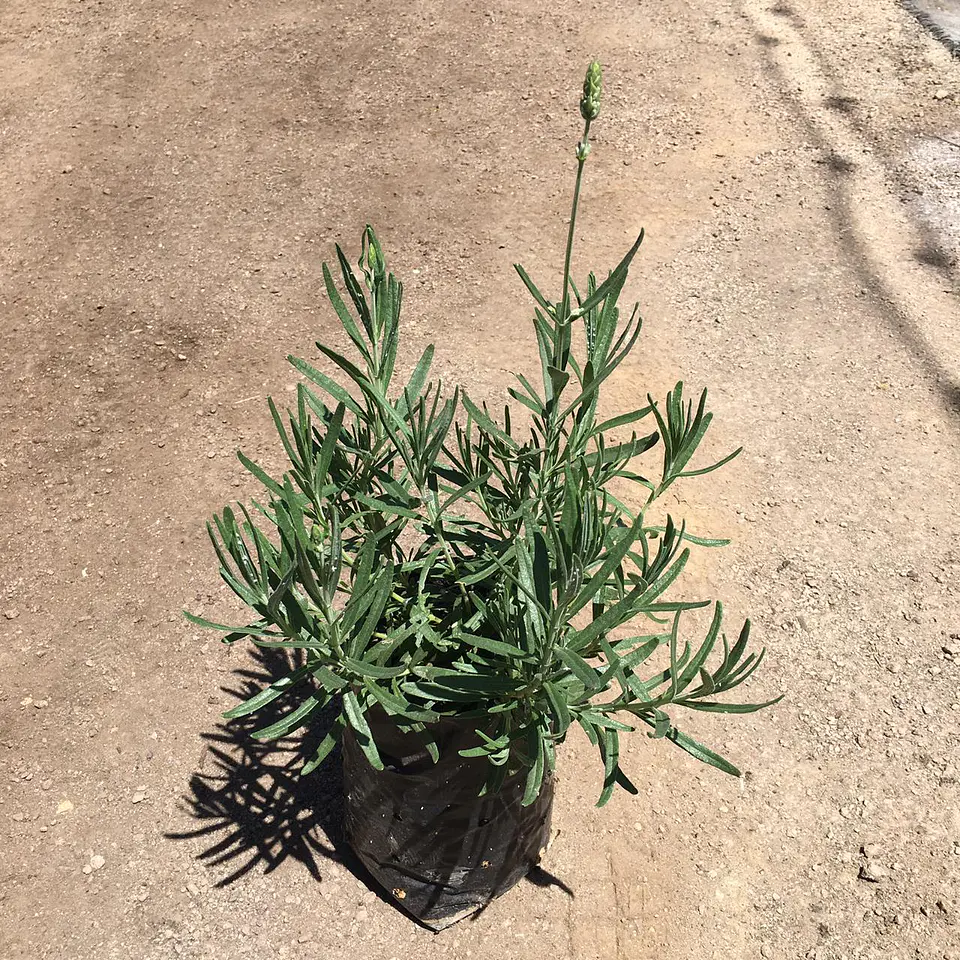 Lavanda inglesa enana blanca  3