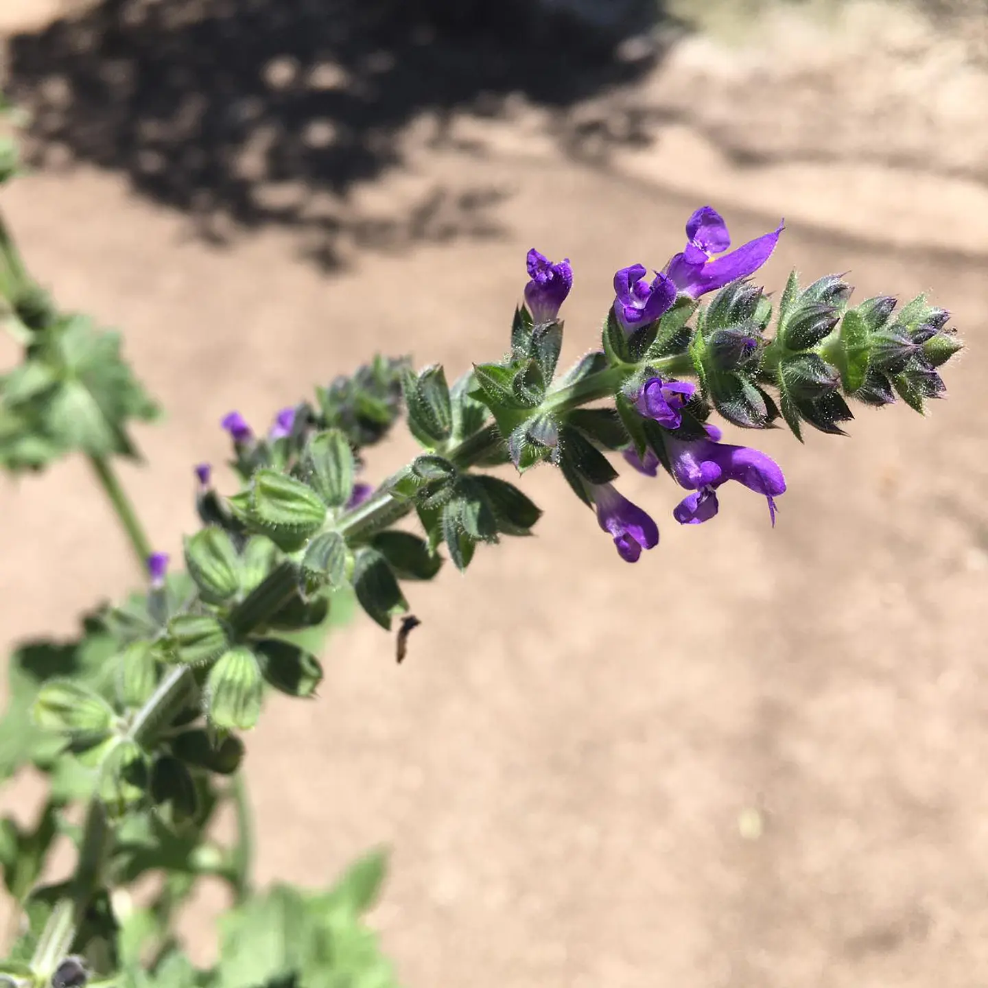 Salvia pratensis 1