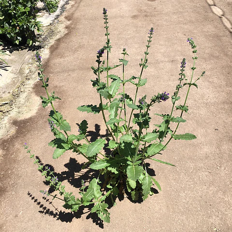 Salvia pratensis