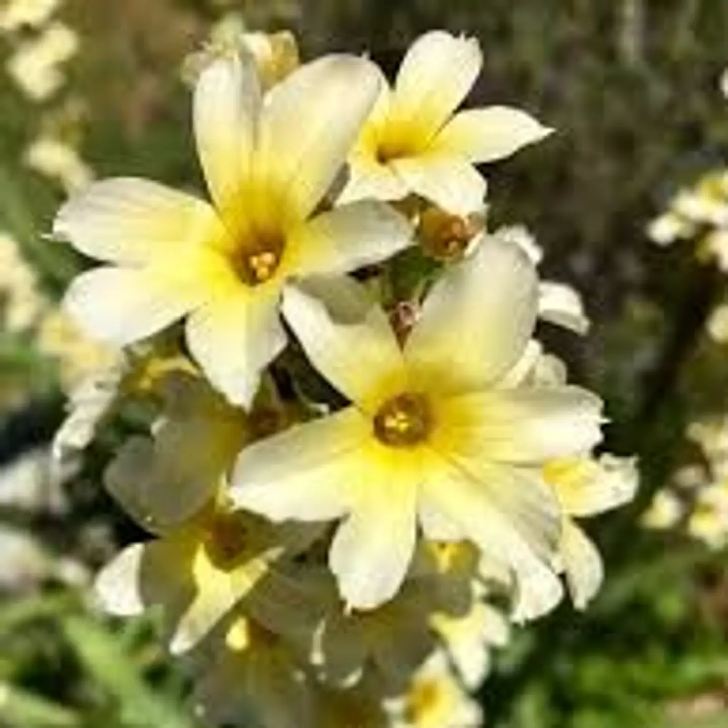 Sisyrinchium striatum amarillo 1