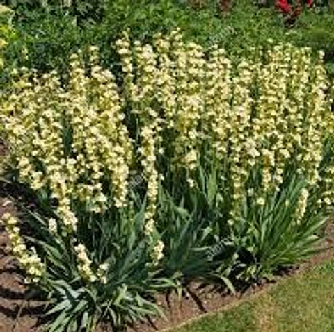 Sisyrinchium striatum amarillo
