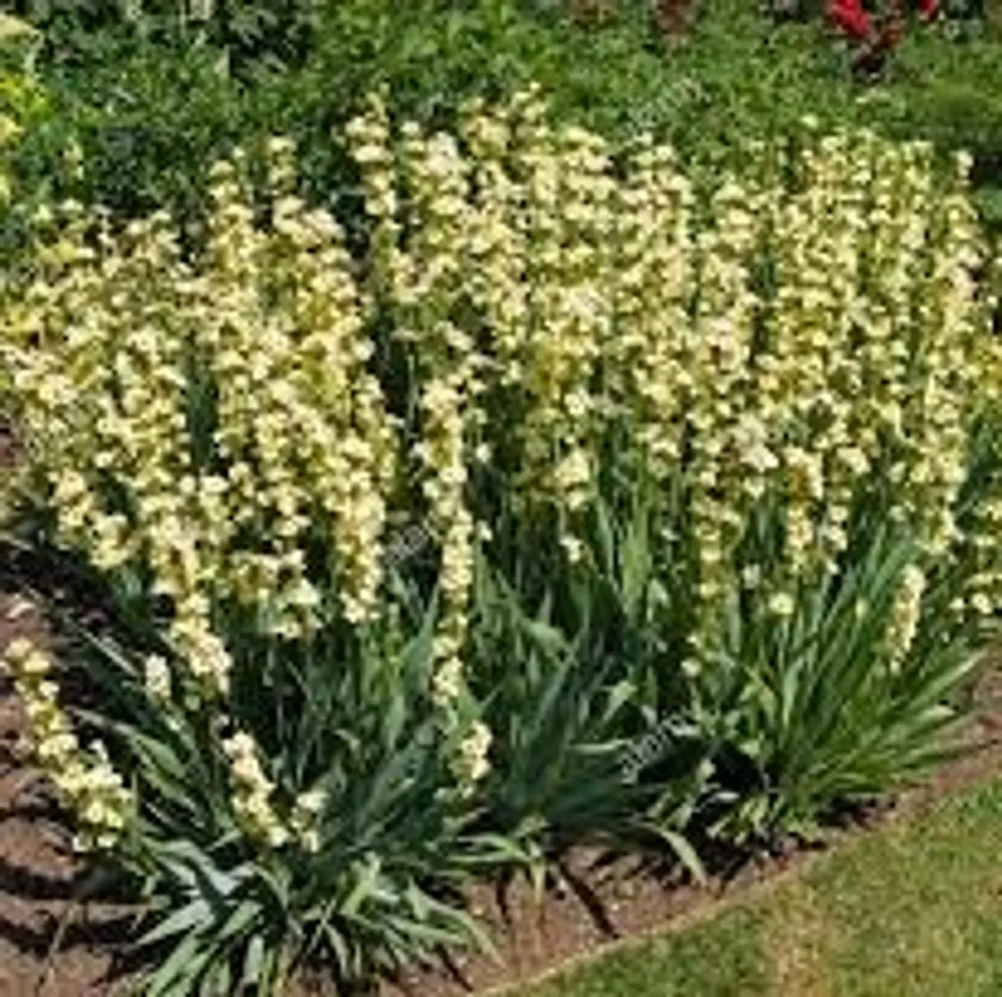 Sisyrinchium striatum amarillo 2