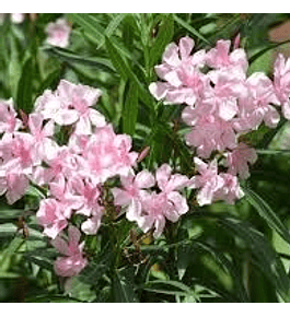 Laurel de flor enano rosado
