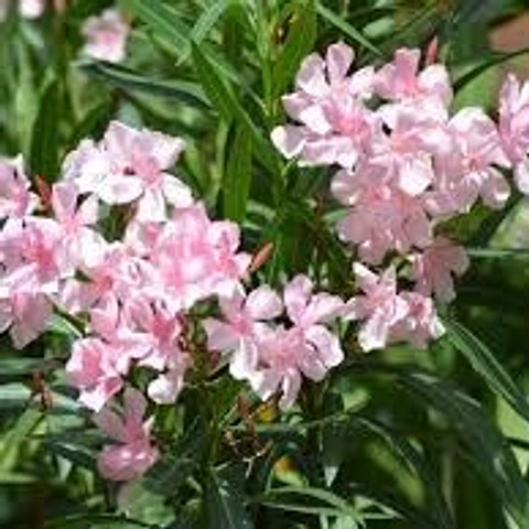 Laurel de flor enano