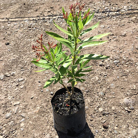 Laurel de flor enano