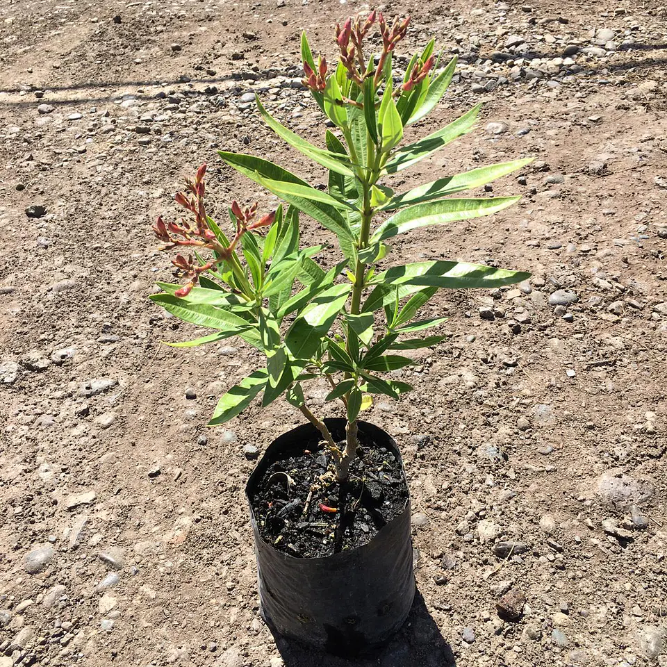 Laurel de flor enano 2