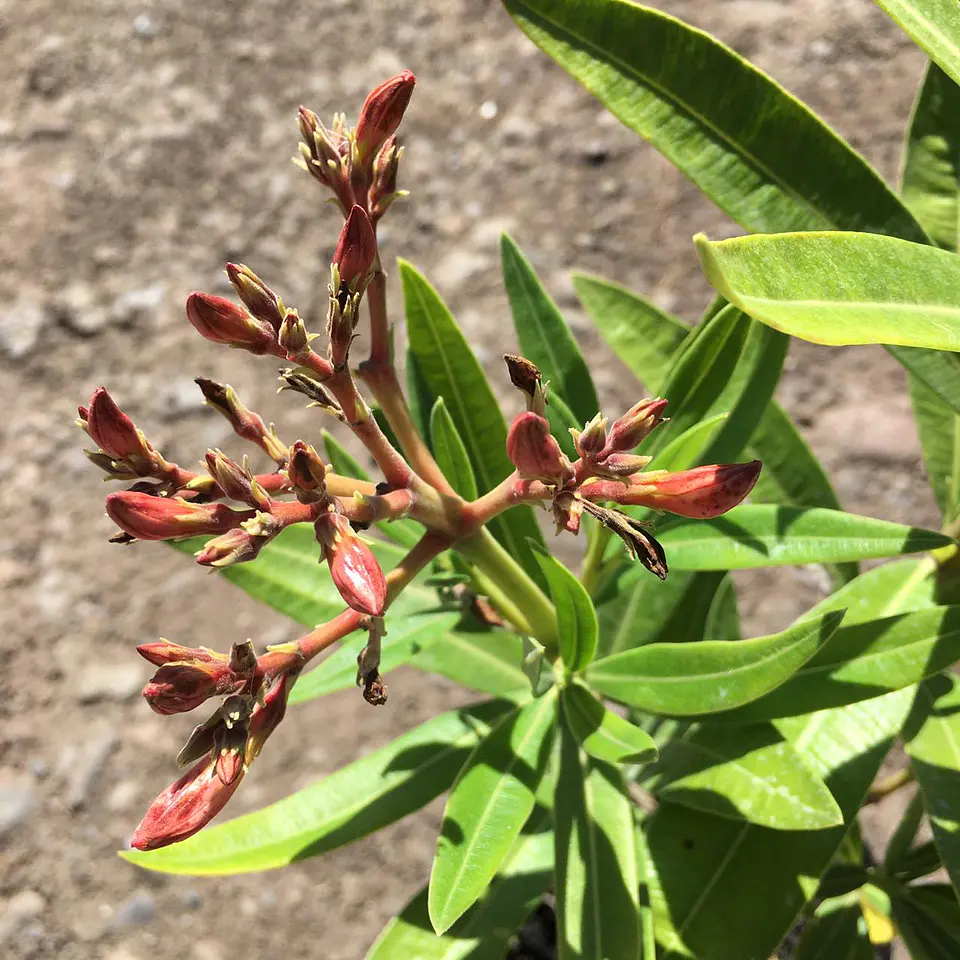 Laurel de flor enano 3