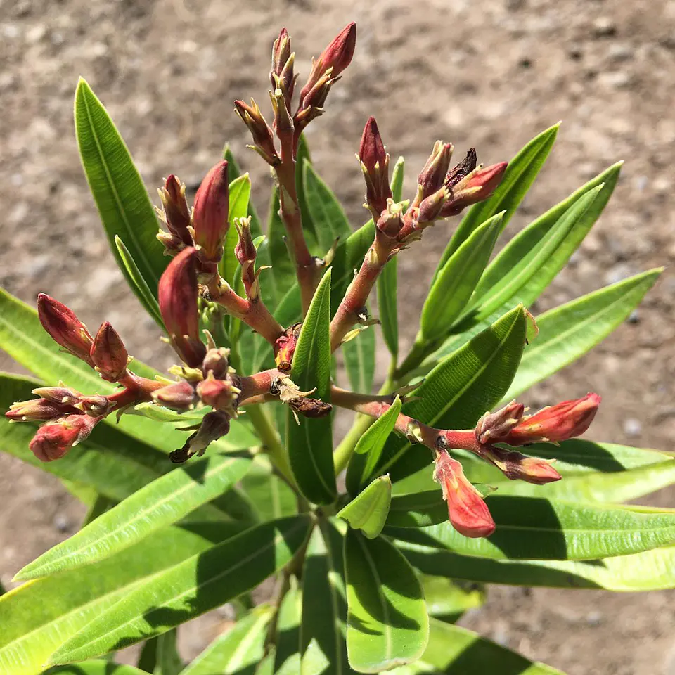 Laurel de flor enano 4