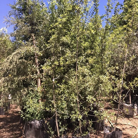 Roble americano