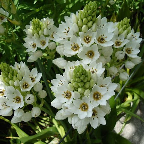 Ornithogalum