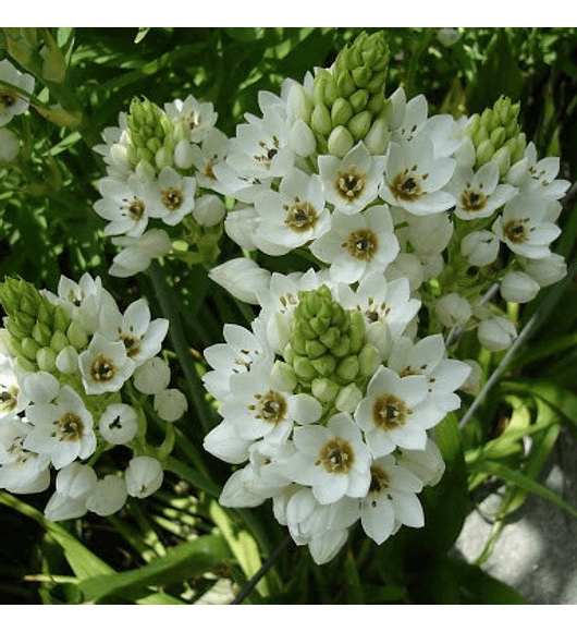 Ornithogalum