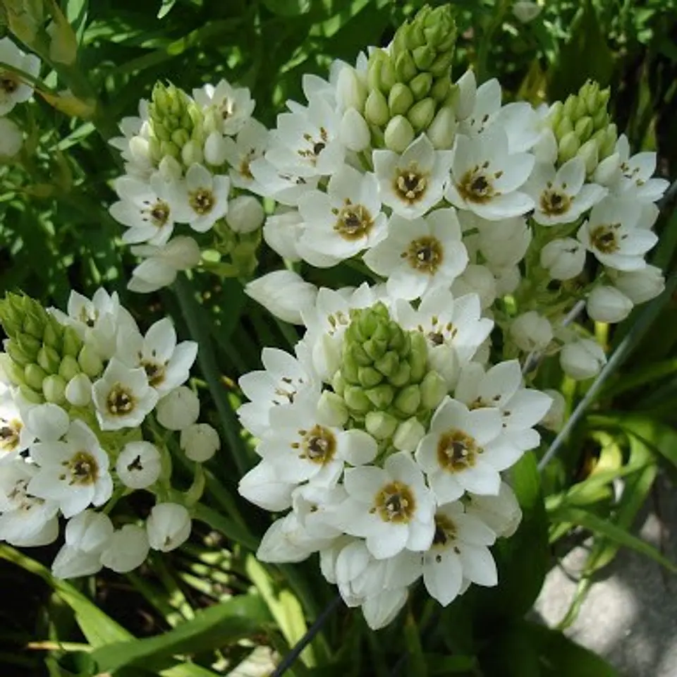 Ornithogalum 2