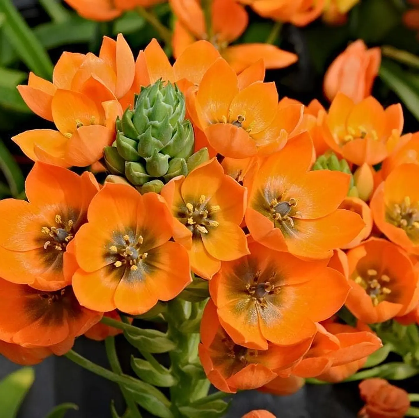 Ornithogalum 3