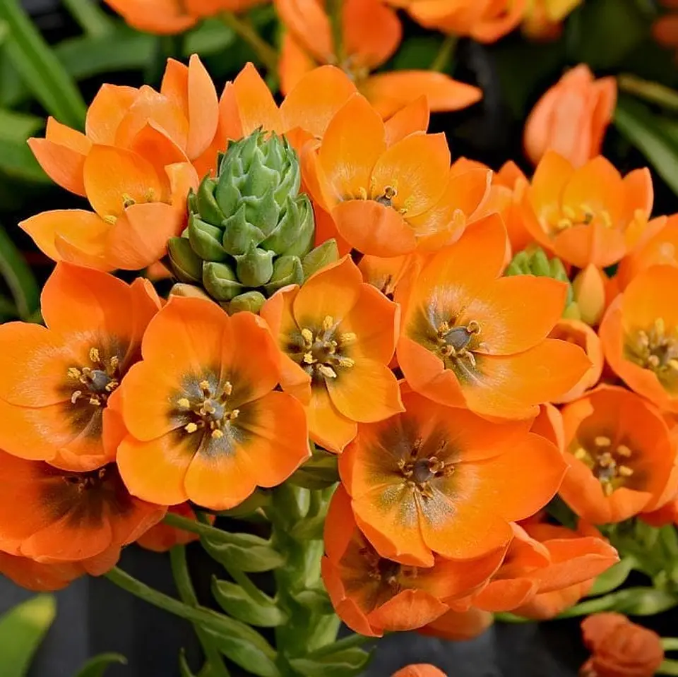 Ornithogalum 3