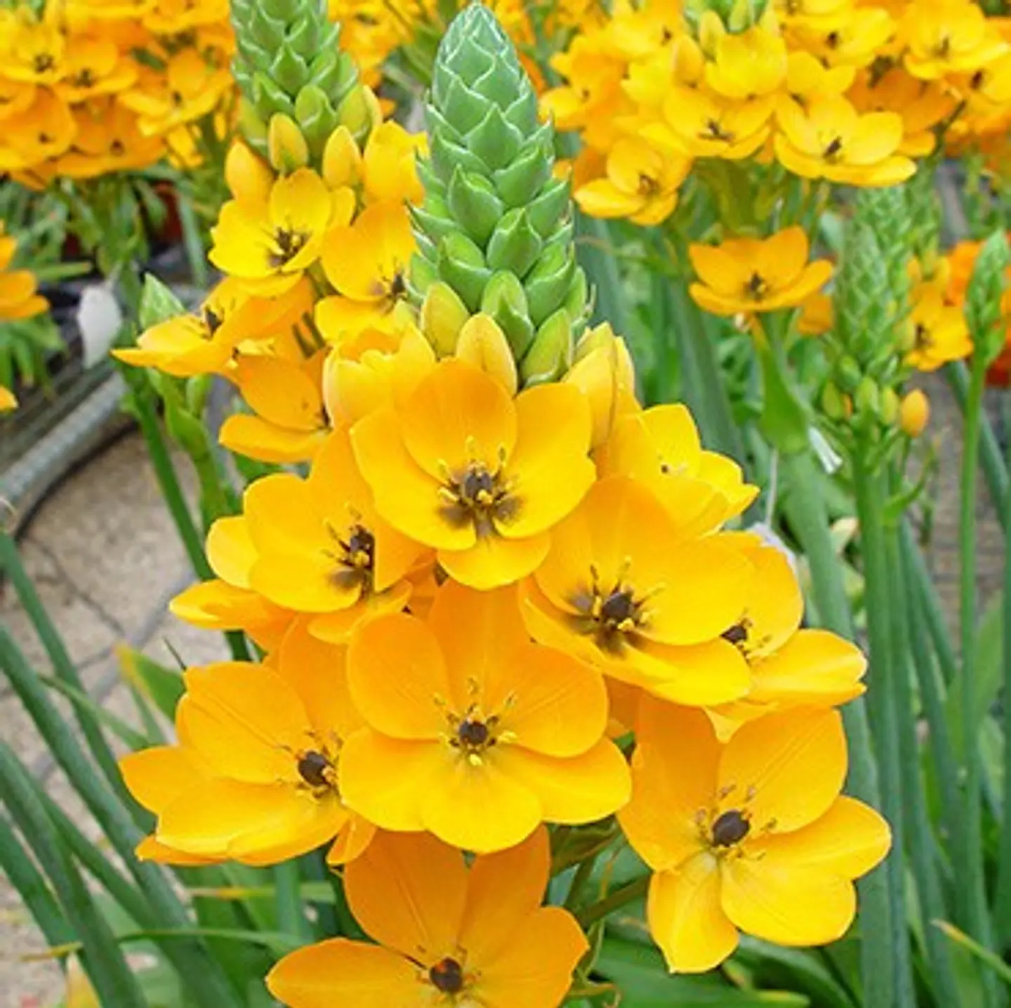 Ornithogalum 1