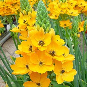 Ornithogalum