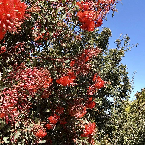 Eucalipto rojo