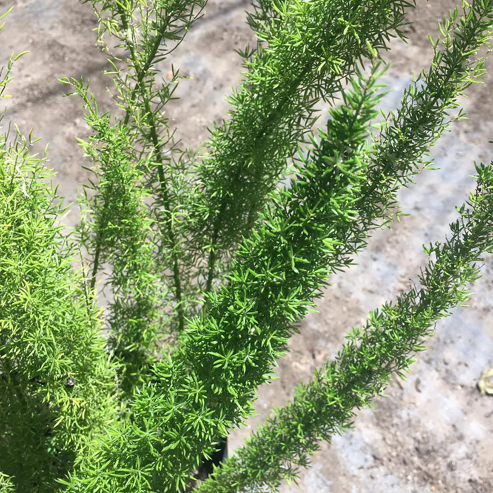 Helecho asparagus 2