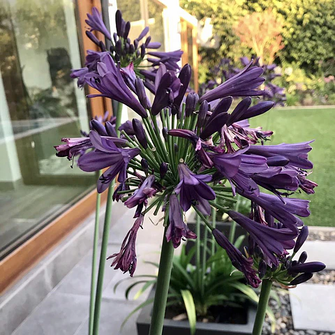 Agapanto purple delight