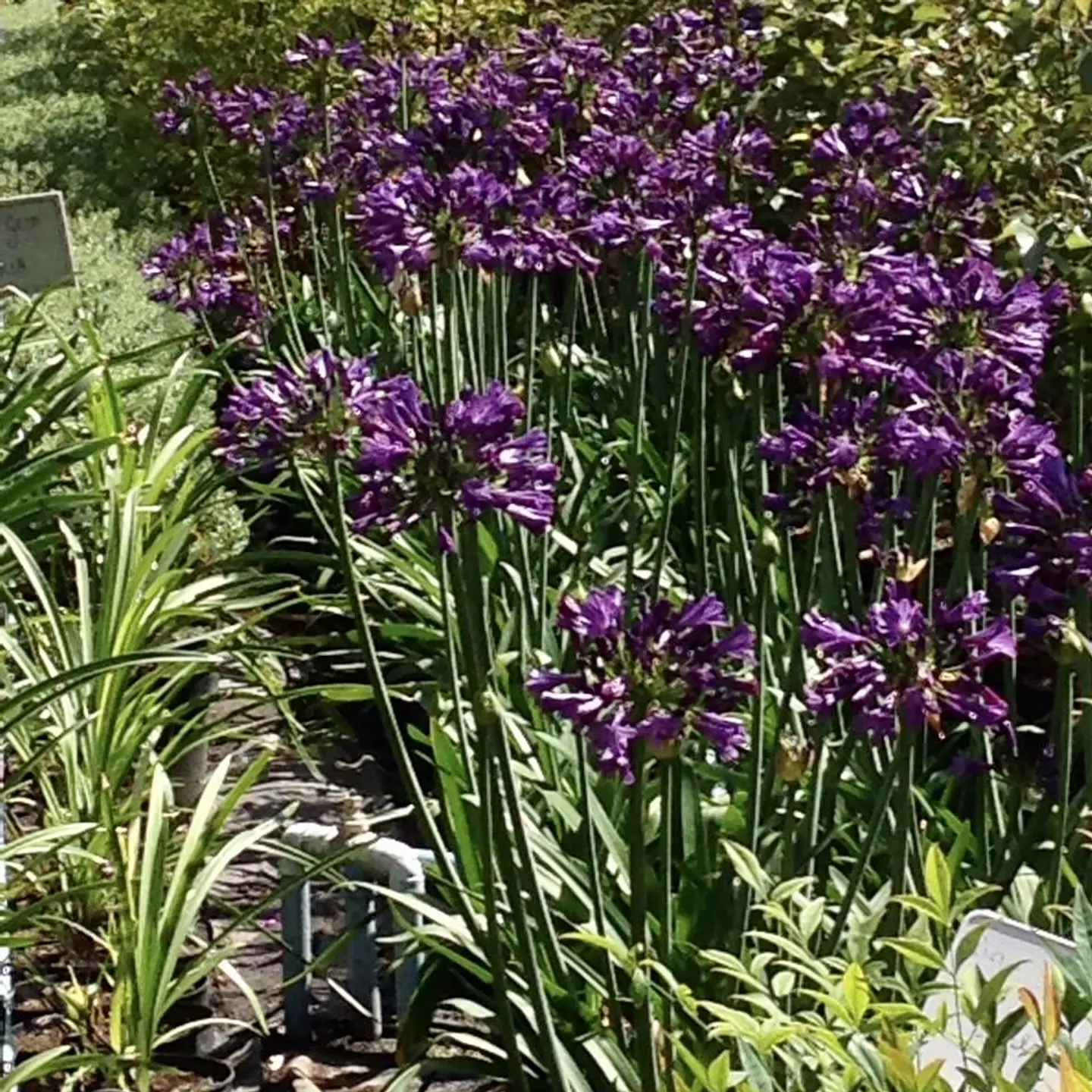 Agapanto purple delight 2