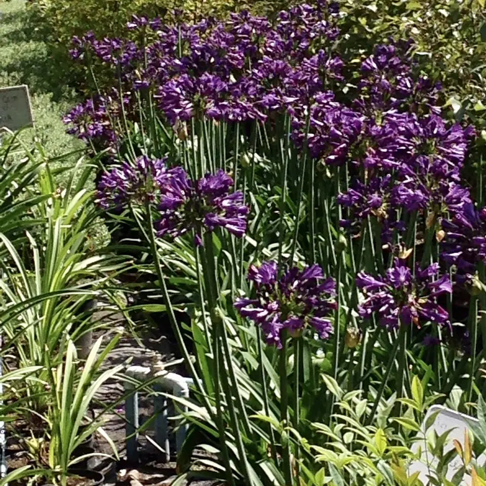 Agapanto purple delight 2