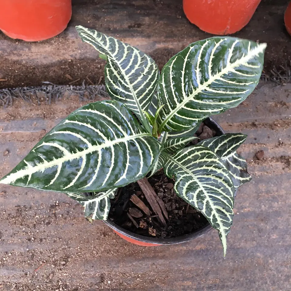 Afelandra 1