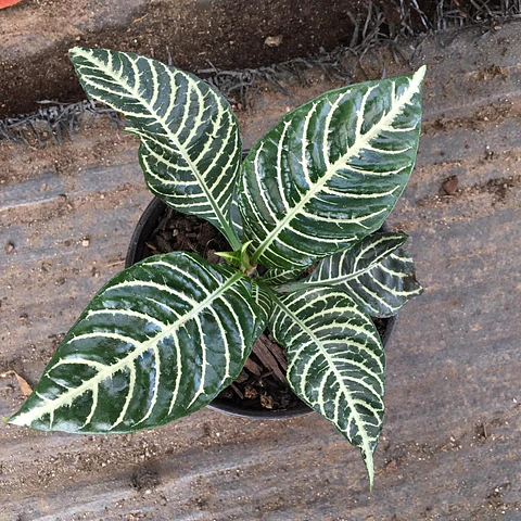 Afelandra