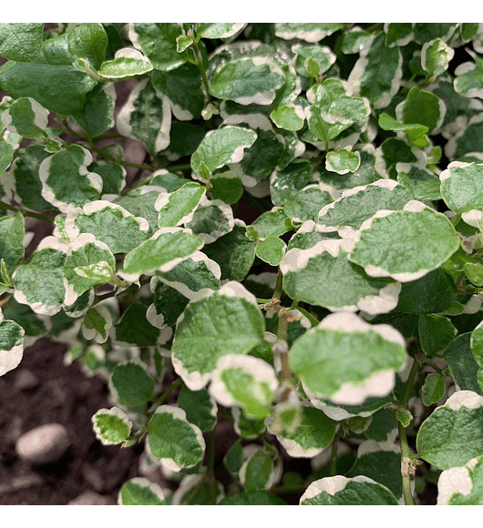 Ficus repens variegado