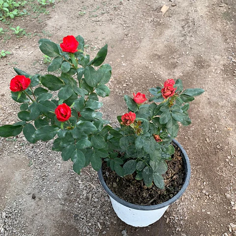 Rosa petit roja