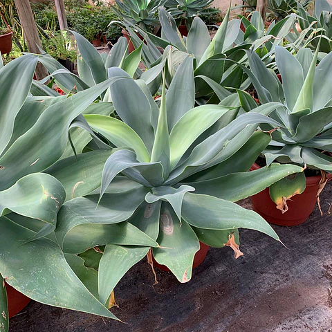 Agave attenuata