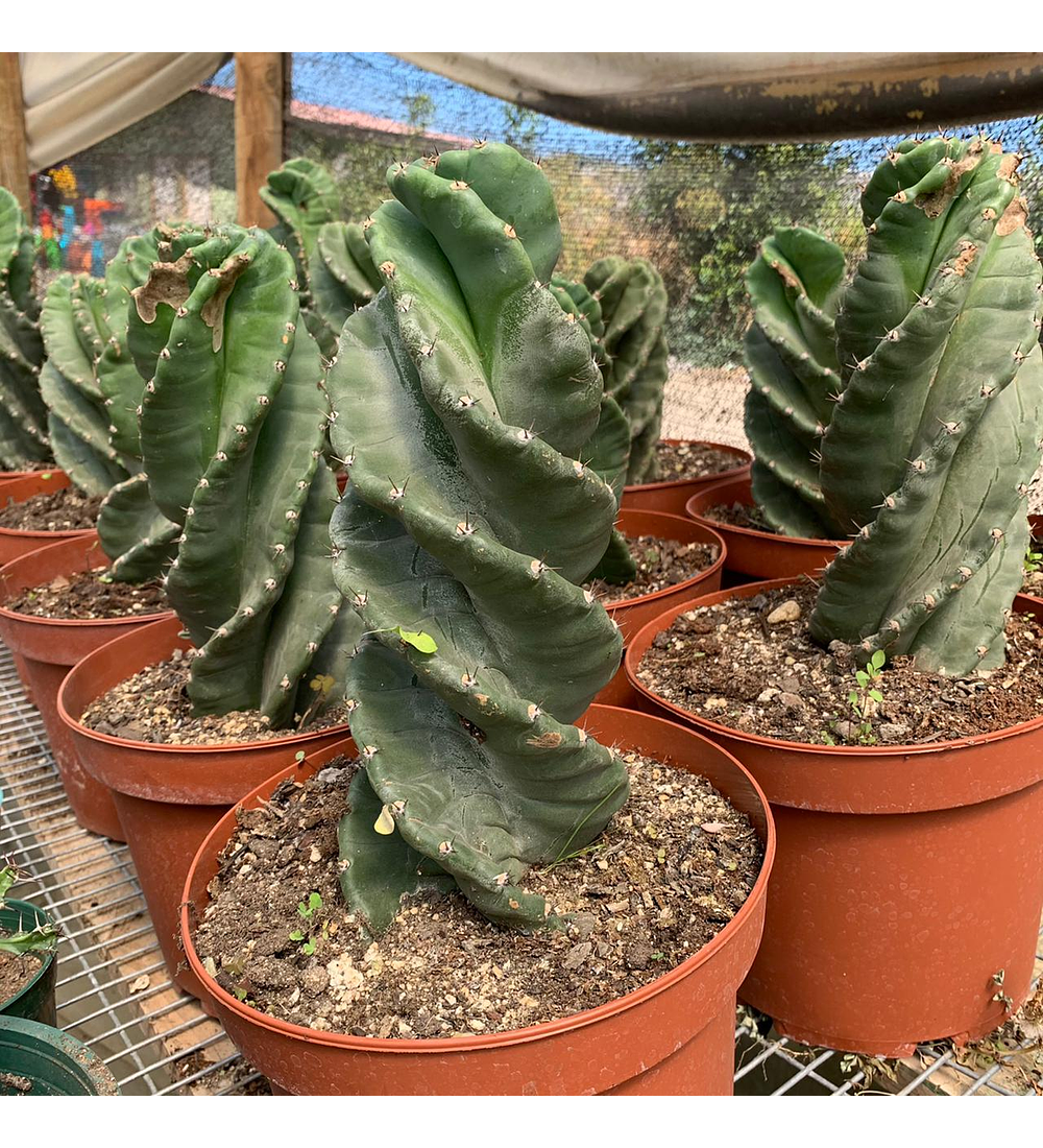 Cactus espiral