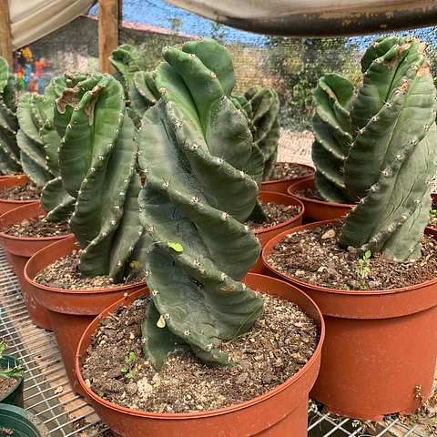 Cactus espiral