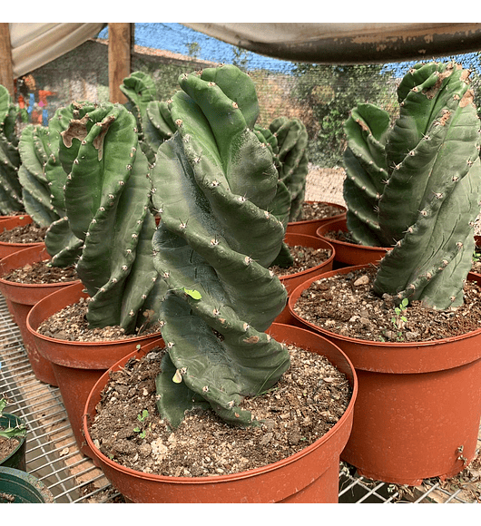 Cactus espiral