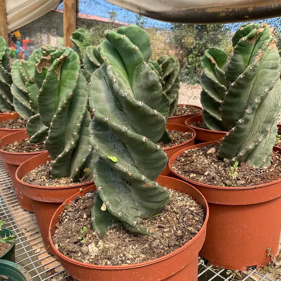 Cactus espiral 1