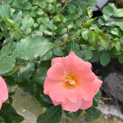 Rosa damasco drift 