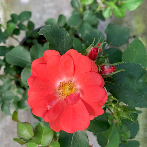 Rosa coral drift 