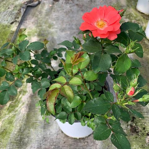 Rosa coral drift 