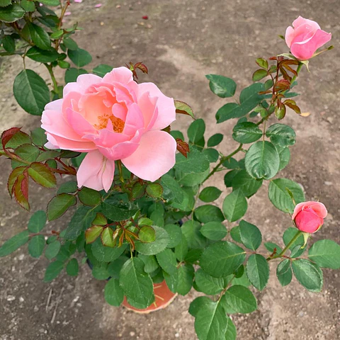 Rosa San Valentin