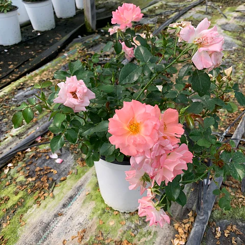 Rosa damasco drift 