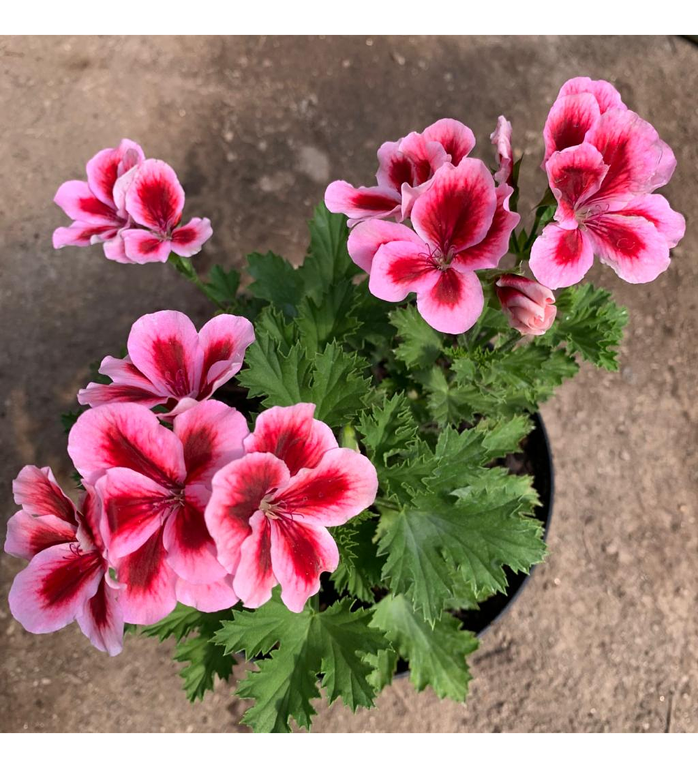 Pelargonio