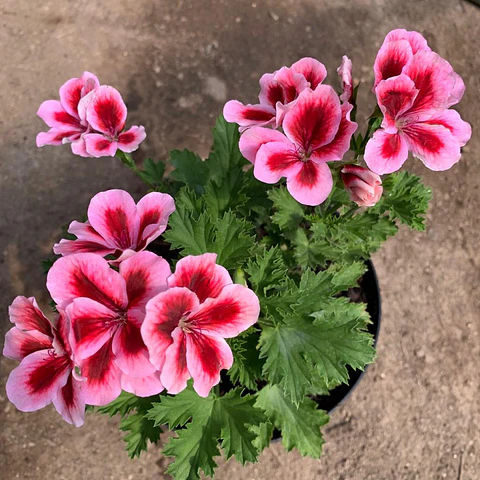 Pelargonio