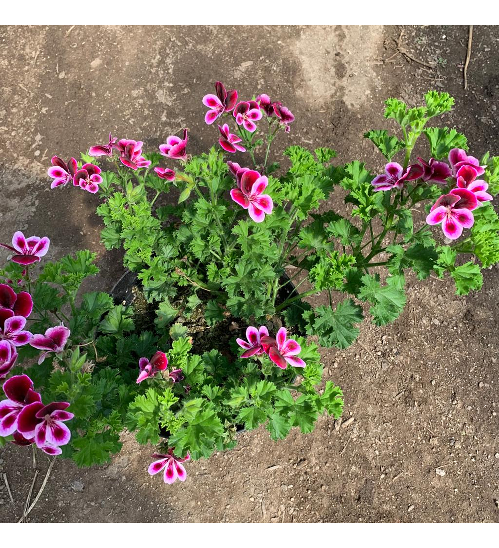 Pelargonio